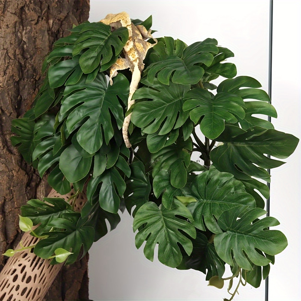 ต้นไม้ประดับสำหรับตู้เลี้ยงสัต - Monstera Adansonii บทวิจารณ์และราคา