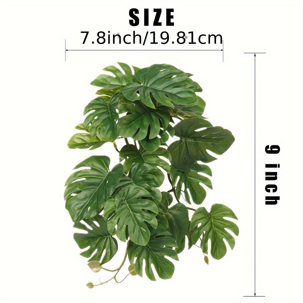ต้นไม้ประดับสำหรับตู้เลี้ยงสัต - Monstera Adansonii บทวิจารณ์และราคา