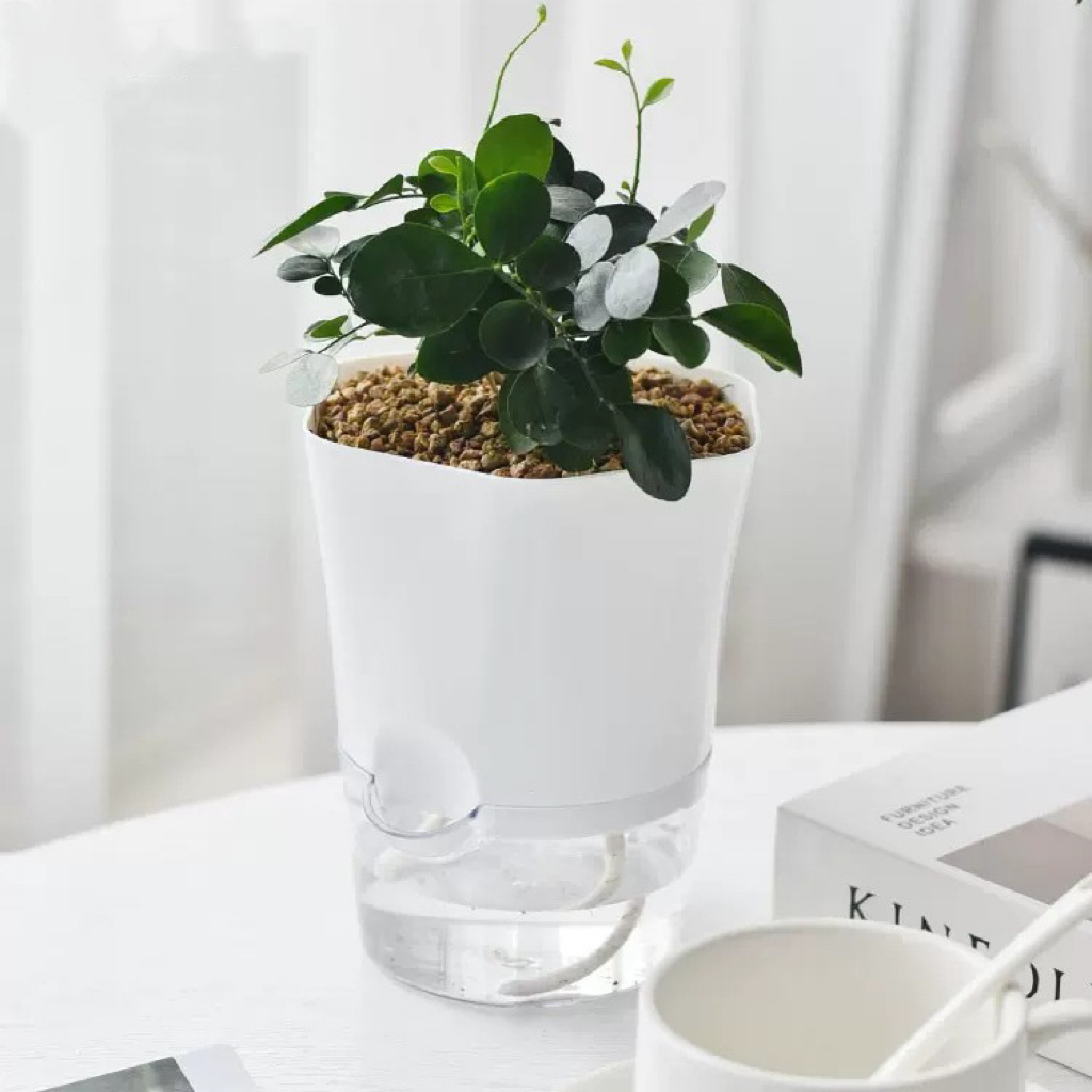 พลาสติกโปร่งใสรดน้ํากระถาง Laz - Aloe Vera Pot บทวิจารณ์และราคา
