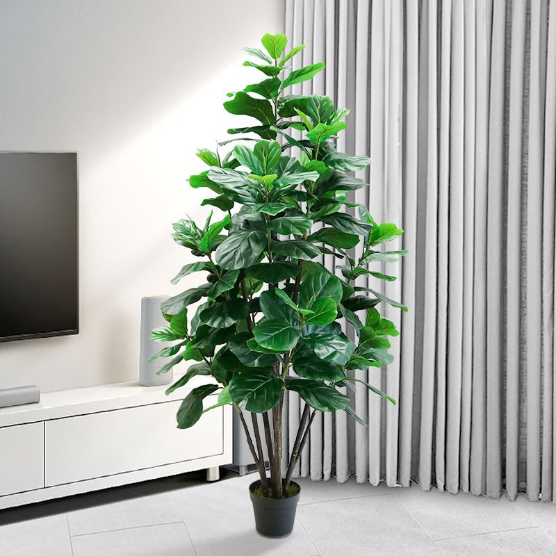 ต้นไม้เขตร้อนขนาด 35-150 ซม. ต - Ficus Lyrata Tree บทวิจารณ์และราคา