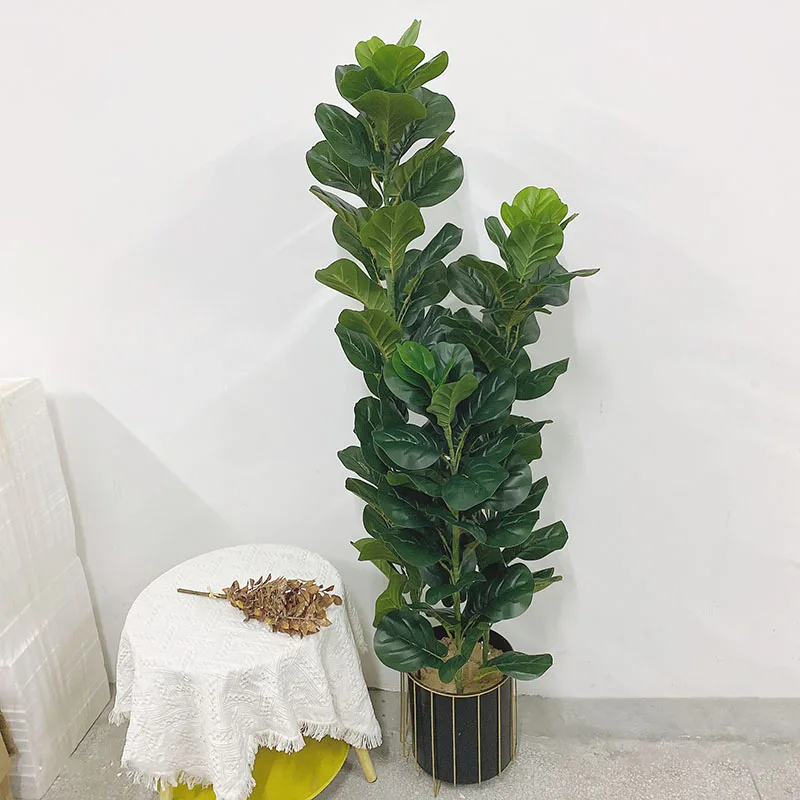 ต้นไม้เขตร้อนขนาด 35-150 ซม. ต - Ficus Lyrata Tree บทวิจารณ์และราคา