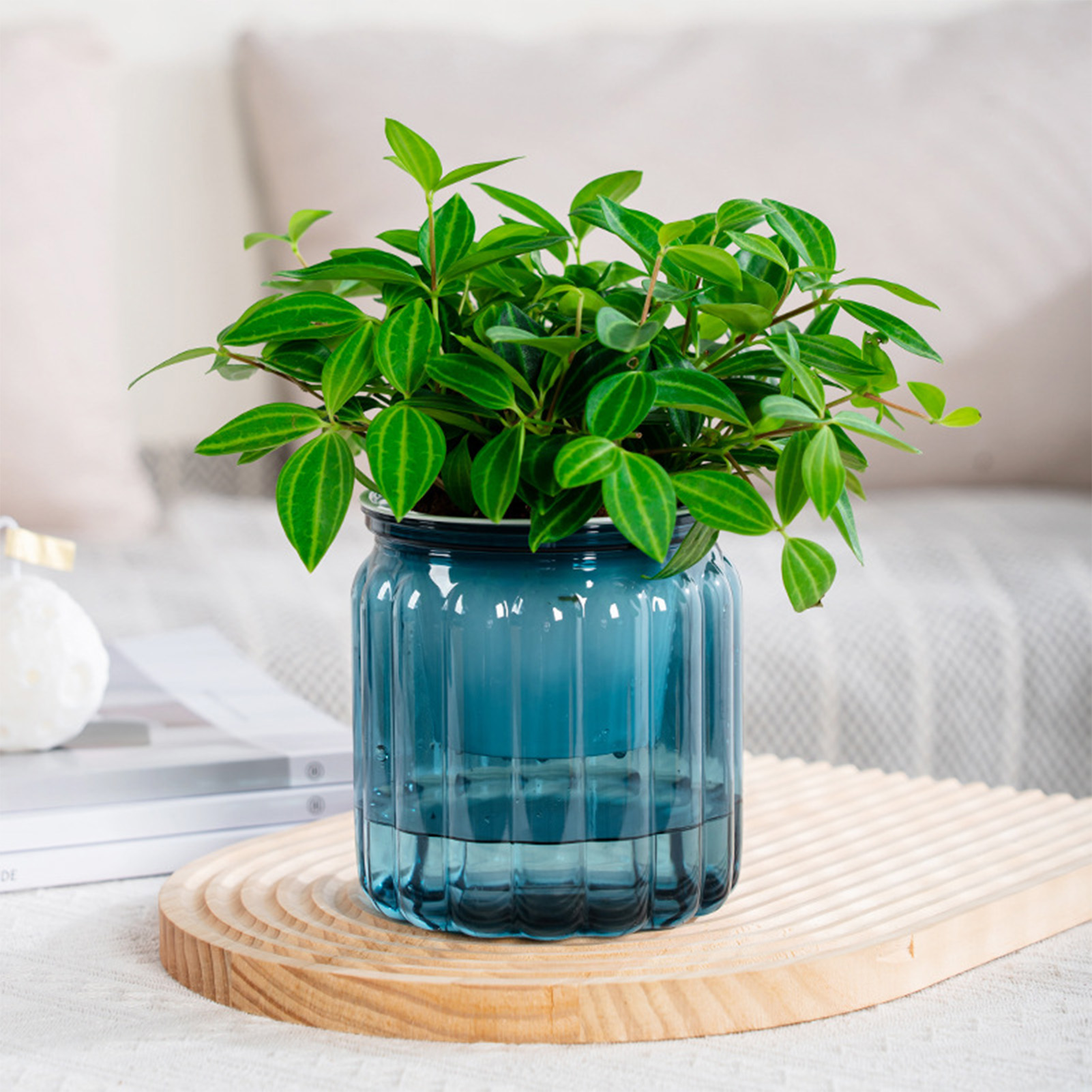 กระถางต้นไม้รดน้ำด้วยตนเองสวยง - Aloe Vera Pot บทวิจารณ์และราคา