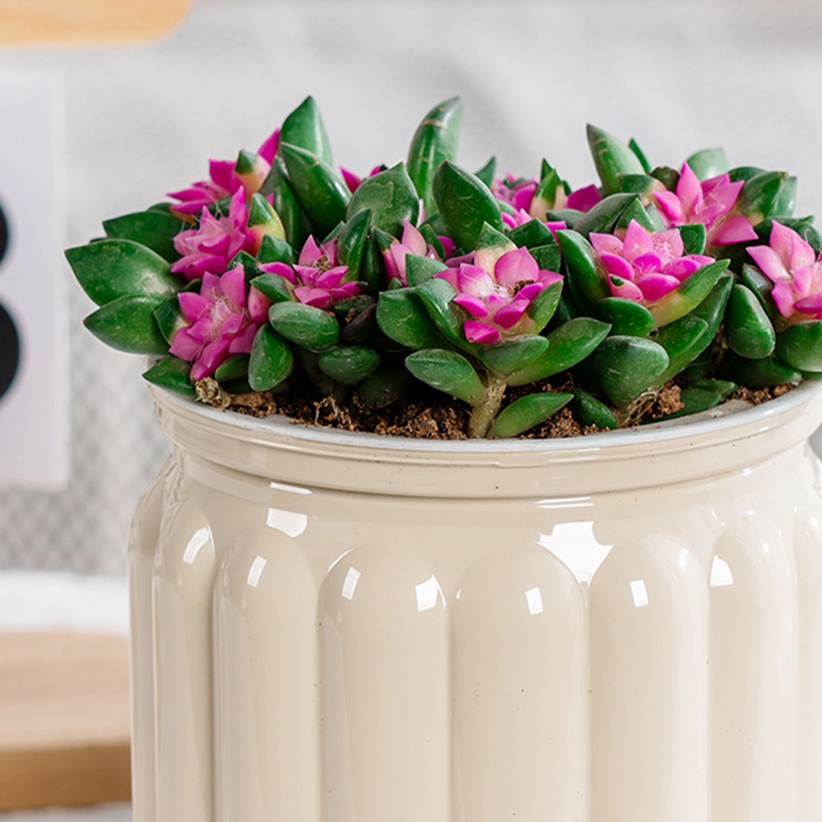 กระถางต้นไม้รดน้ำด้วยตนเองสวยง - Aloe Vera Pot บทวิจารณ์และราคา